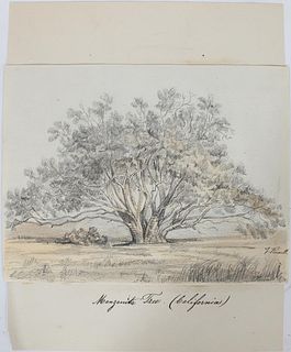 Late 19th C Manzanita Tree Drawing by J. Russell