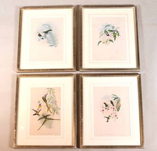 Four J. Gould Hummingbird Lithographs