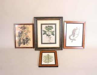 Four Nature and Botanic Prints