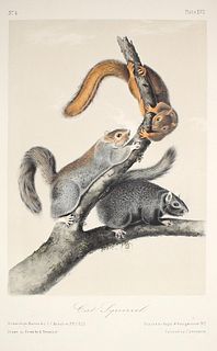 John James Audubon - Cat Squirrel