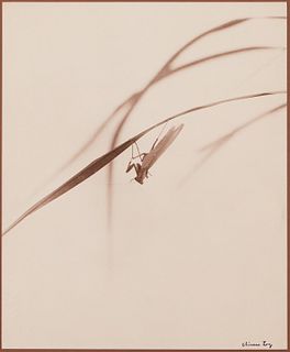 Chin San Long Photograph - Mantis