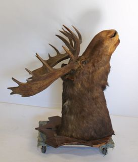 Antique And Large Moose Mount.