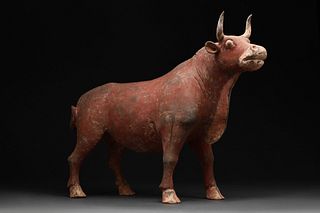 CHINESE TANG DYNASTY TERRACOTTA BULL - TL TESTED