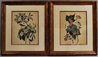 After John James Audubon (American, 1785-1851)      Two Framed Photo-reproductions: Bachman's Warbler
