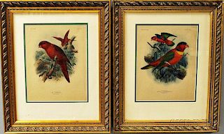 Two Framed, Colored Engravings of Parrots.
