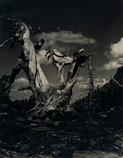 Edward Weston, Am. 1886-1958, Juniper Tree, 1937, Photograph, framed under acrylic