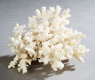 White Coral Specimen, on a carved mahogany stand, Coral- H.- 6 in., W.- 8 1/2 in., D.- 8 in. Provenance: Property from a distinguished French Quarter 