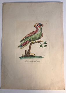 Antique Parrot Hand colored Print