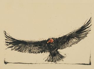 Paul Pletka, Untitled (Condor)