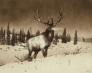 Michael Coleman, Rocky Mountain Elk