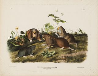 After John James Audubon, Canada Pouched Rat, 1858-1860