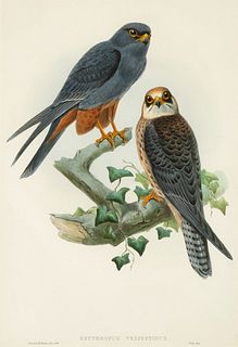 John Gould, Erythropus Vespertinus, 1832-1837