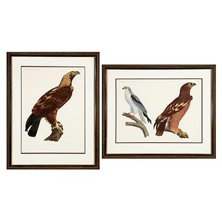 Savigny, Group of Two Prints from Histoire Naturelle Zoologie Oiseaux