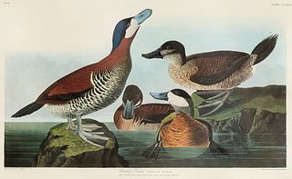 After John James Audubon, Ruddy Duck, 1971-1973