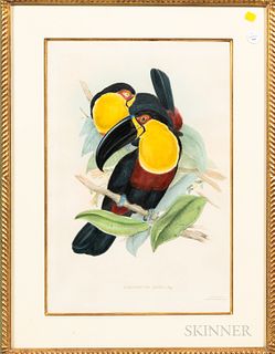 Gould & Richter Colored Toucans Lithograph