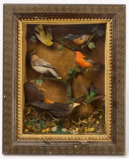 Victorian Taxidermy Birds in Shadowbox