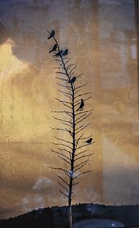 Kate Breakey (b. 1957), toned gelatin silver print photogram, Seven Finches in a Yucca, in contemporary frame, 14" x 8".