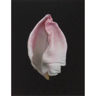 Joyce Tenneson American (b 1945) Intimacy Tulips