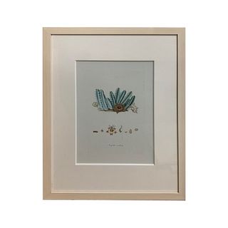 Collection Of 6 Botanical Color Etchings In Frames