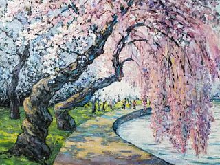 Cherry Blossom, Washington  DC