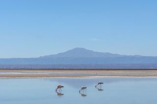 MARK LEVINSON, Flamingoes, Atacama Desert, Chile
