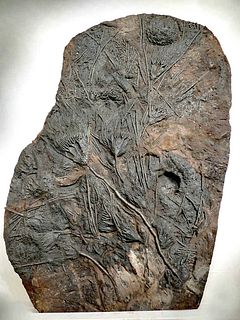 Fossilized Giant Crinoid & Coral Mass Extinction Event!