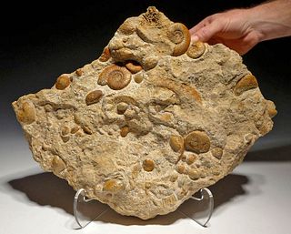 Large Jurassic Fossilized Ammonites, Mass Extinction!