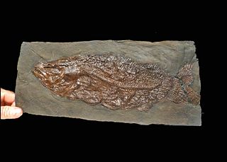 Fossilized Messel Pit Cyclurus Eocene Bowfin Fish
