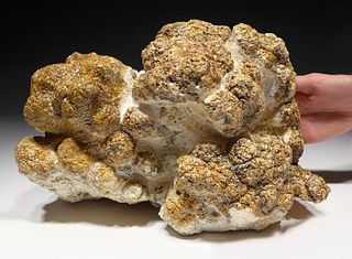 Large Oligocene Fossilized Stromatolite Cyanobacteria