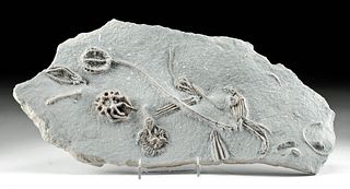 Amazing Fossilized Indiana Crinoids & Stems in Matrix