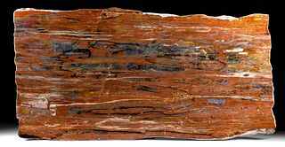 Massive Arizona Petrified Wood Slab - Board Cut