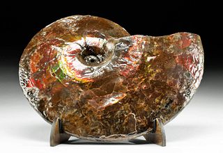 Stunning / Large Canadian Ammolite Ammonite Fossil