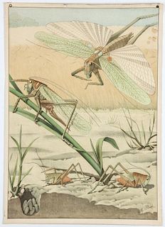 Original Early 20th c. Continental Entomological Poster