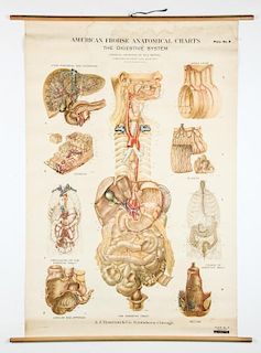 Vintage American Frohse Anatomical Chart