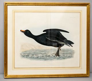 Audubon Lithograph with 2 Other Bird Prints