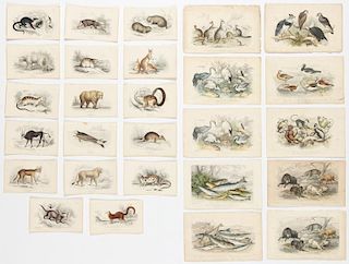 27 Hand-colored Wildlife Book Plates