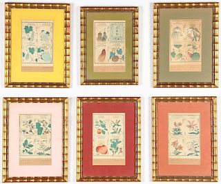 Suite of 6 Framed Meiji Period Botanical Prints