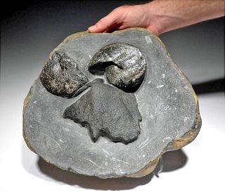Fossilized Placoderm Fish Skull w/ Goniatites Matrix