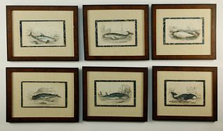 Six Hand Colored English Engravings of Whale Species, circa 1860