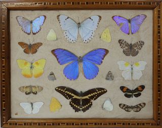 Framed Antique Brazilian Mounted Butterfly Species