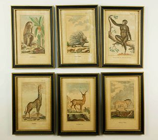 Set of Six Framed Wildlife Lithographs, 19th Century