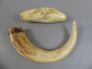 BOAR TOOTH & WHALE TOOTH