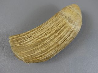 RAW STRIATED WHALE TOOTH