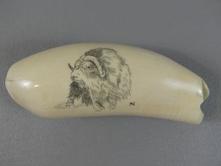 WHALE TOOTH WITH WATER BUFFALO