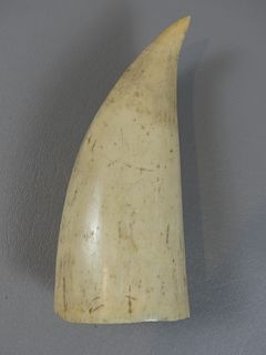 ANTIQUE RAW WHALE TOOTH