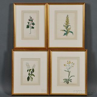 Anglo/American School, 19th/20th Century      Four Botanical Watercolors