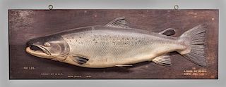 Atlantic Salmon by John Tully (1862-1931)