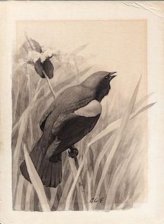 Louis Agassiz Fuertes (1874-1927) Red-Winged Blackbird