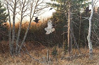 Persis Clayton Weirs (20th/21st Century) Mobbing Owl and Crows