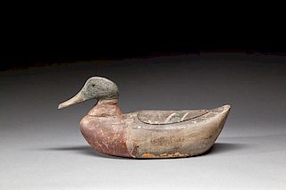 Rare Mallard Drake by The Caines Brothers